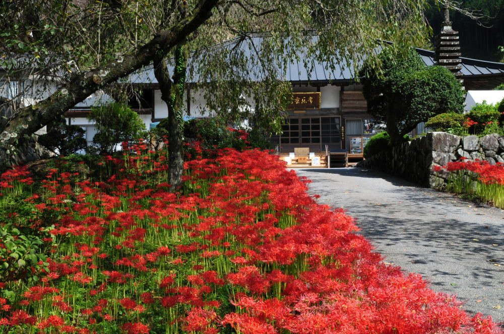 Jorakuji Temple-鹿沼市必去景点