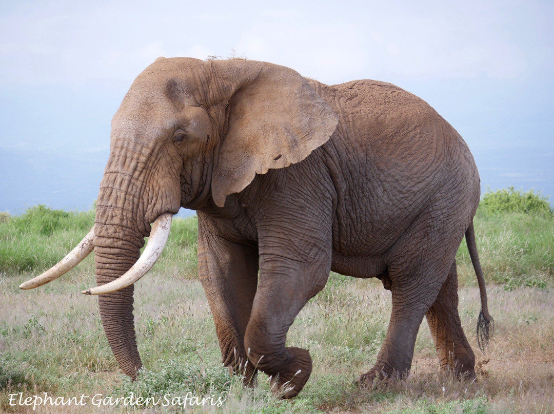 Elephant Garden Safaris景点图片