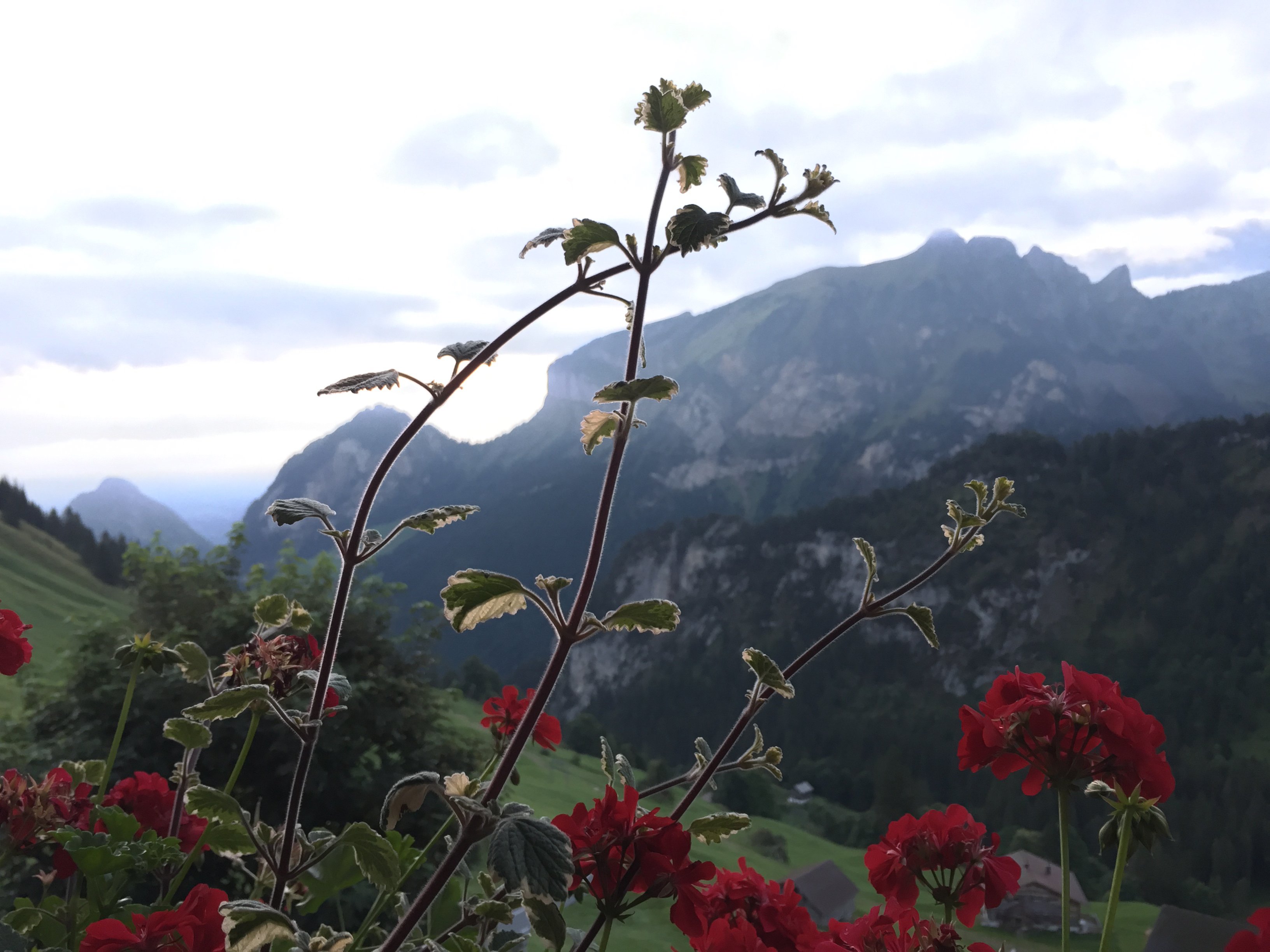 Berggasthaus Gitschenen-酒店景观