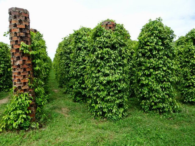 Starling Farm-贡布必去景点