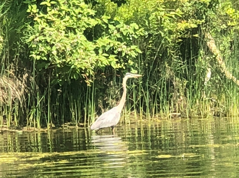Toronto Island SUP-多伦多必去景点