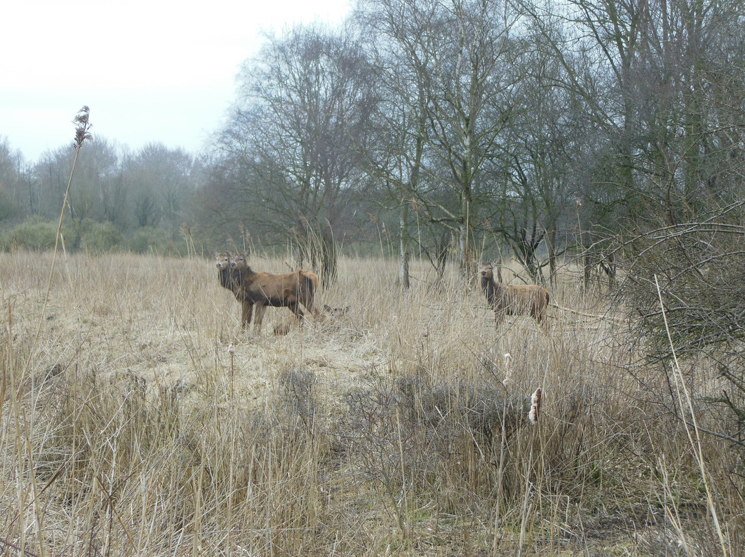 Natuurpark Lelystad景点图片