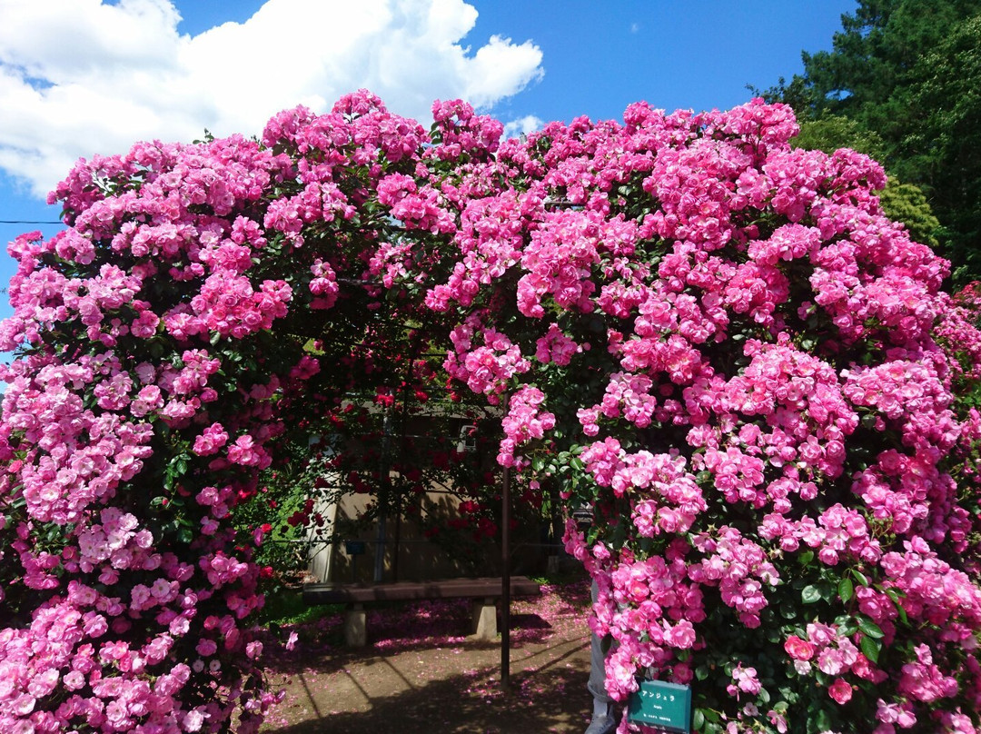 Takato Shinwa no Oka Rose Garden景点图片