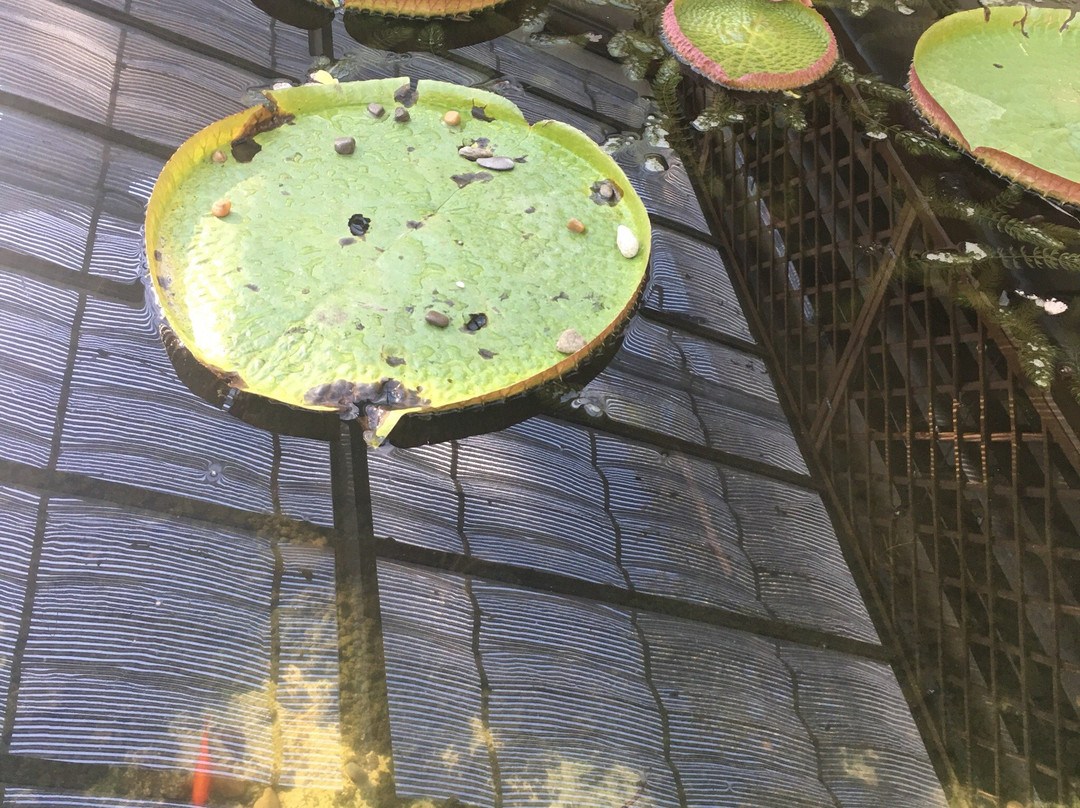 Giardino dei Platani景点图片