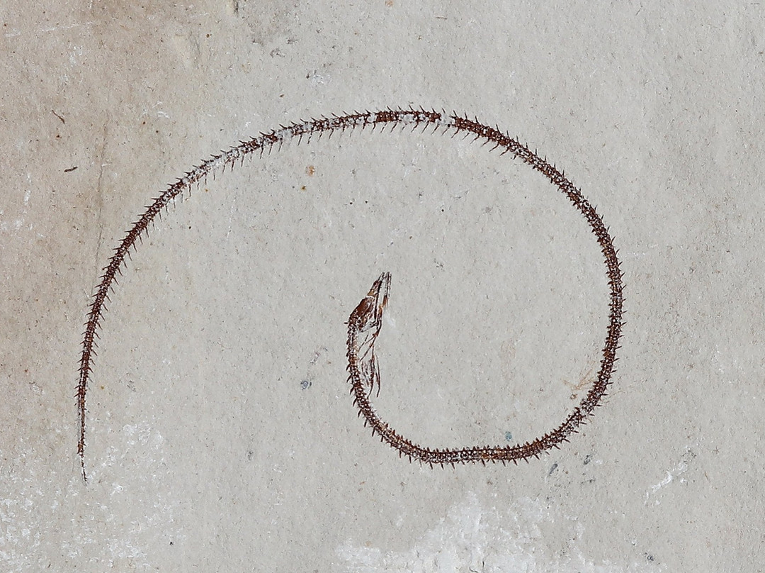 Expo Hakel-朱拜勒必去景点