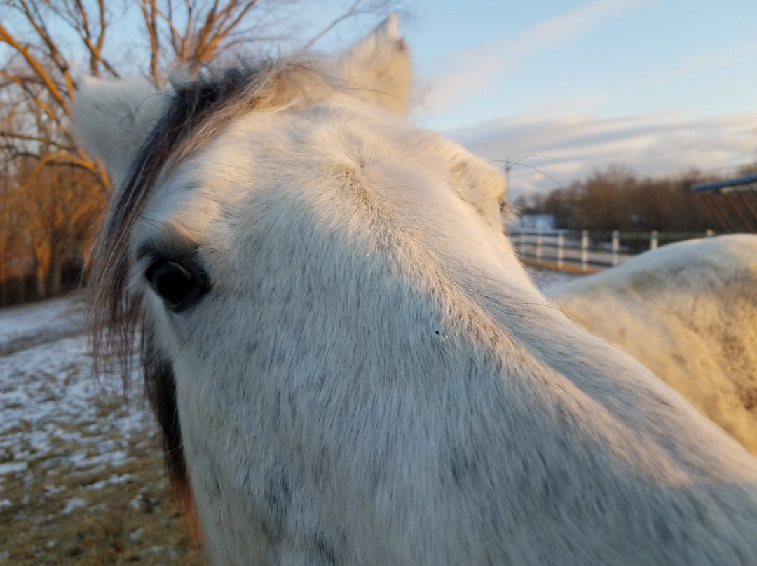 First Farm Inn Horseback Riding-Petersburg必去景点