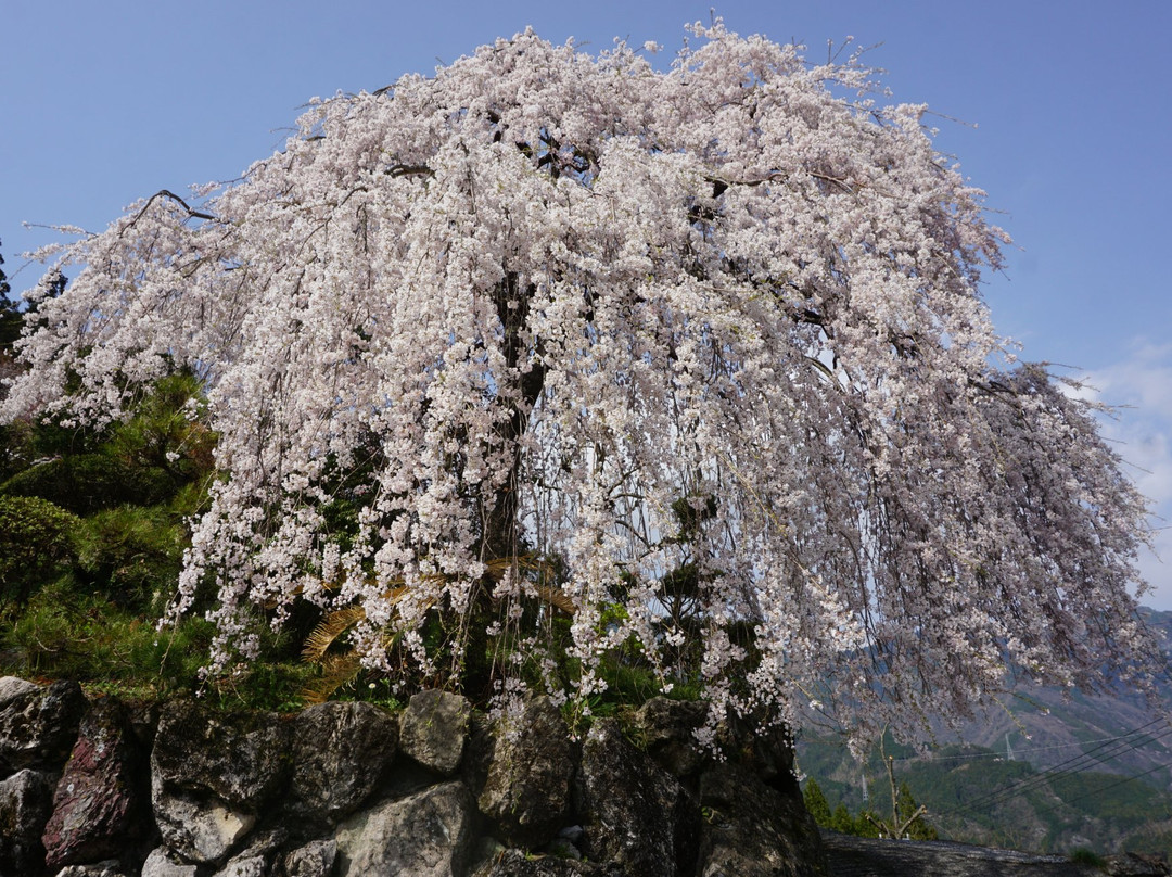 Oishike's Weeping Cherry Blossoms-仁淀川町必去景点