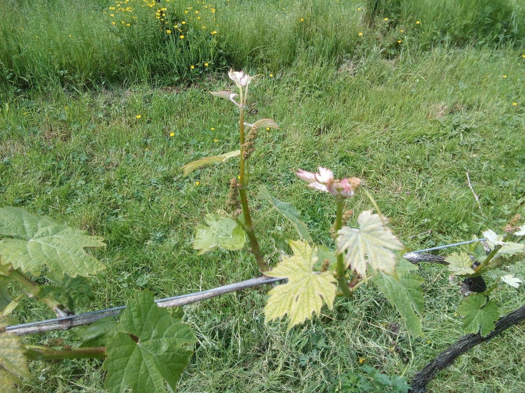 Oatley Vineyard-Cannington必去景点