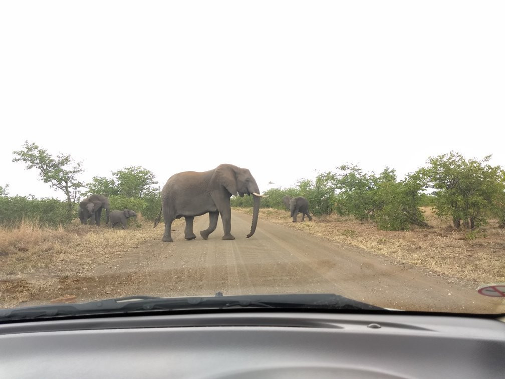 Game drives at Phalaborwa Gate in Kruger National Park景点图片