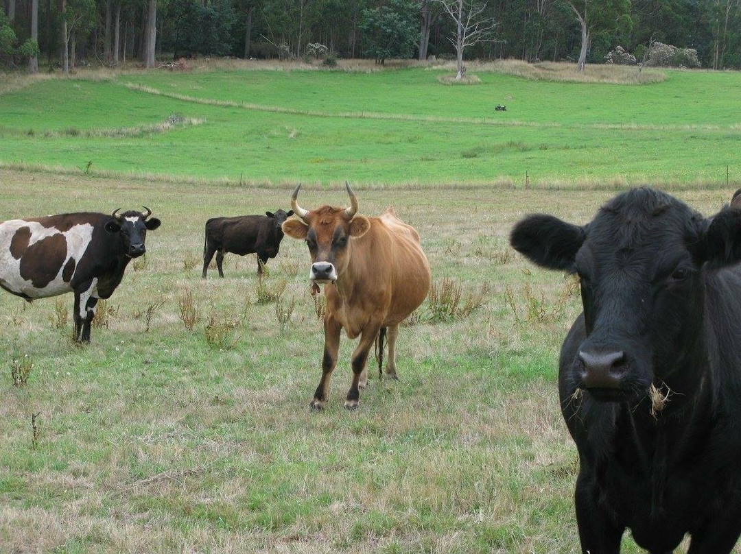 Sidecar Tours Tasmania-谢菲尔德必去景点