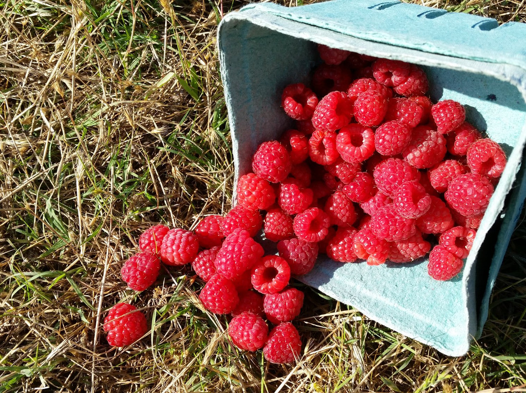 Cox Berry Farm & Nursery景点图片