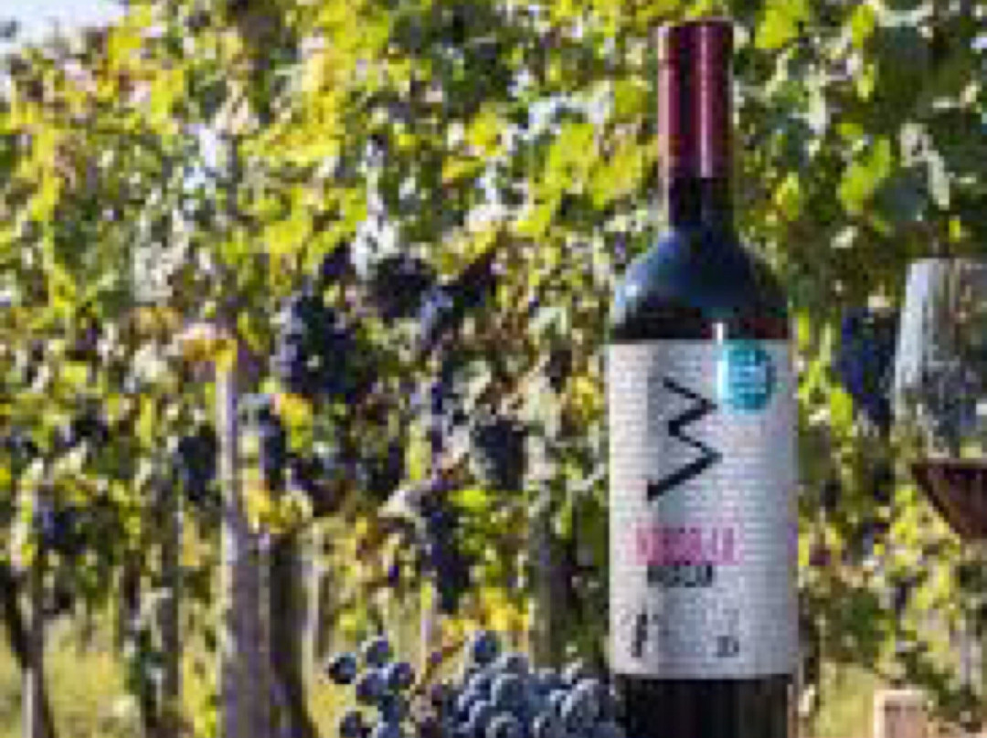 Vinarija Virtus景点图片