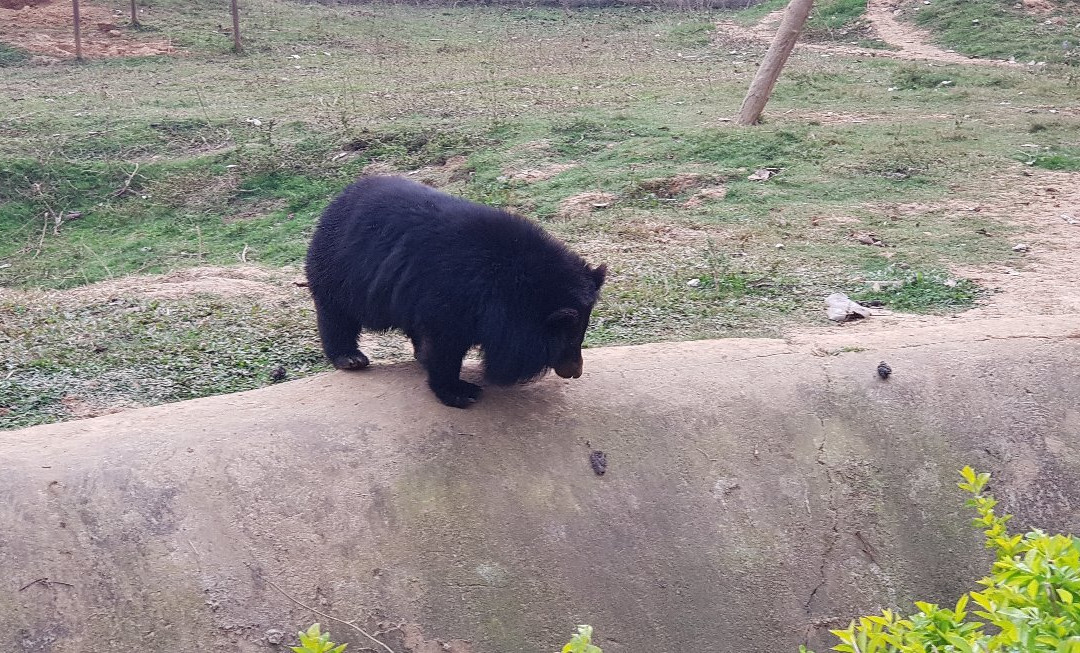 Nagaland Zoological Park-Dimapur必去景点