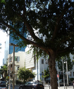 Rothschild Boulevard景点门票图片