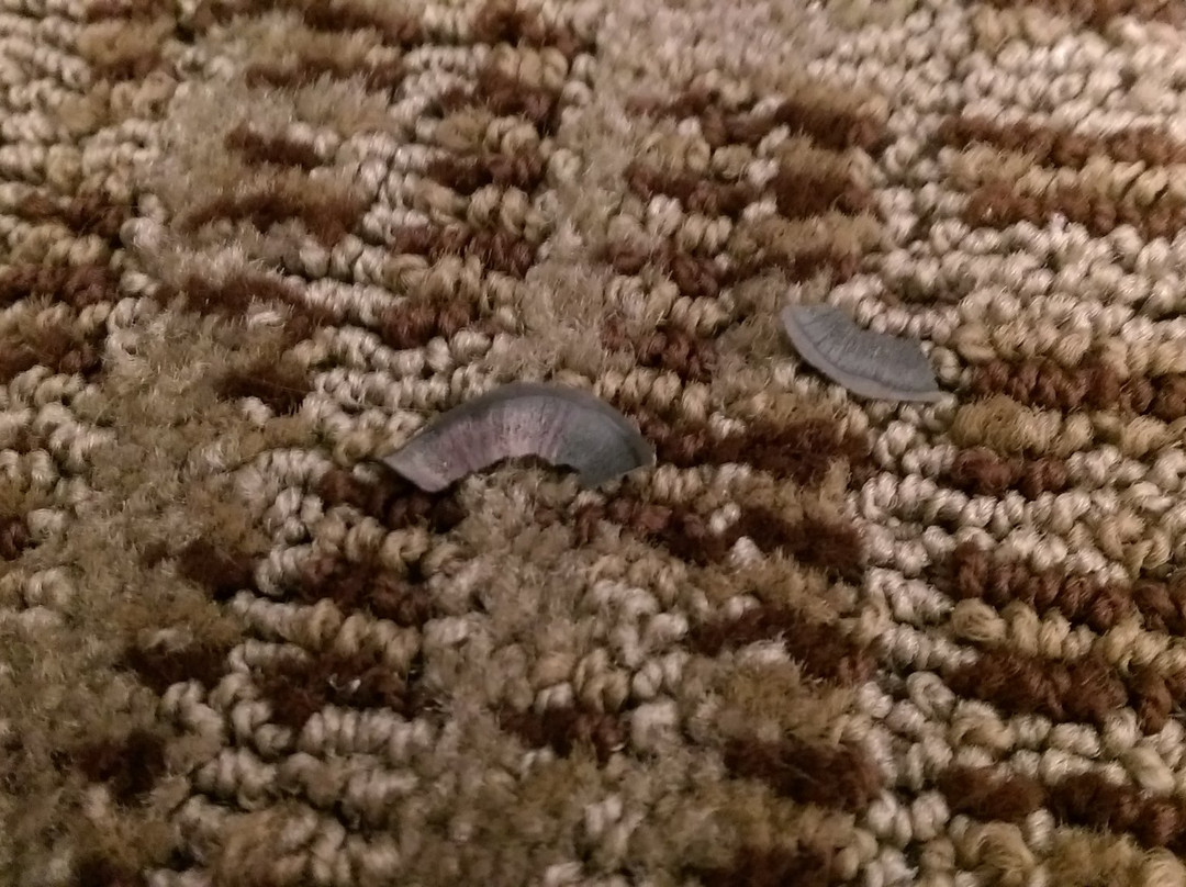 Residence Inn by Marriott St. Louis O'Fallon主图