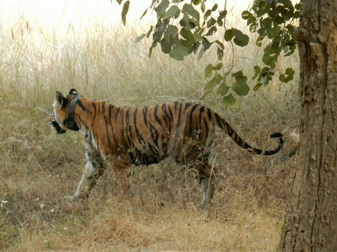 Bandhavgarh National Park景点图片