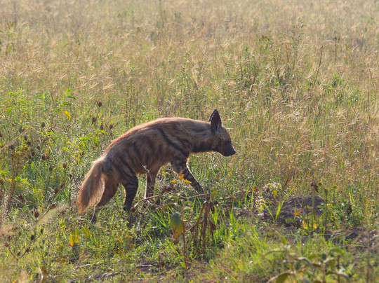 Book Direct Kenya Safaris-蒙巴萨必去景点