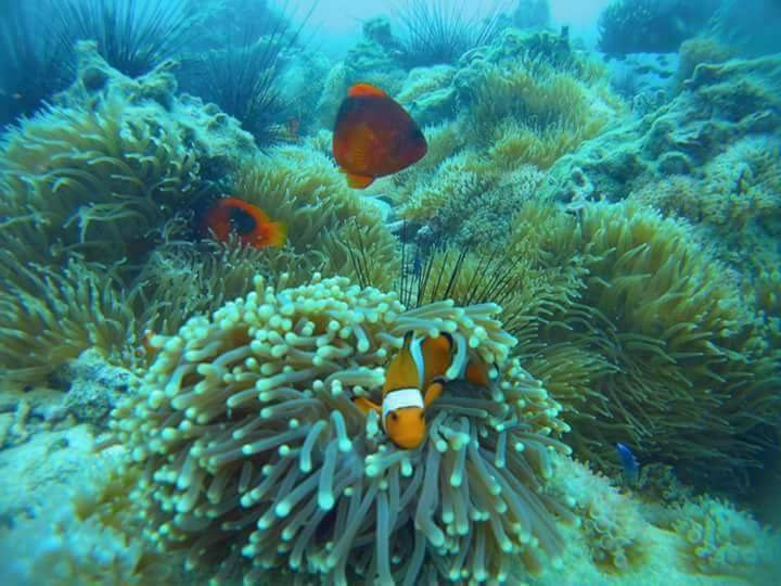 St. Luke Snorkeling Day Trip-丹老群岛必去景点