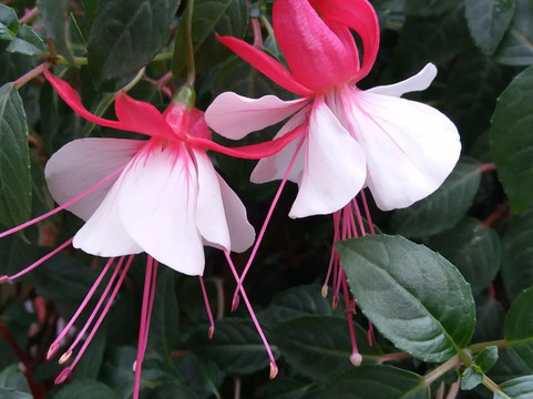 深圳花卉世界-深圳市必去景点