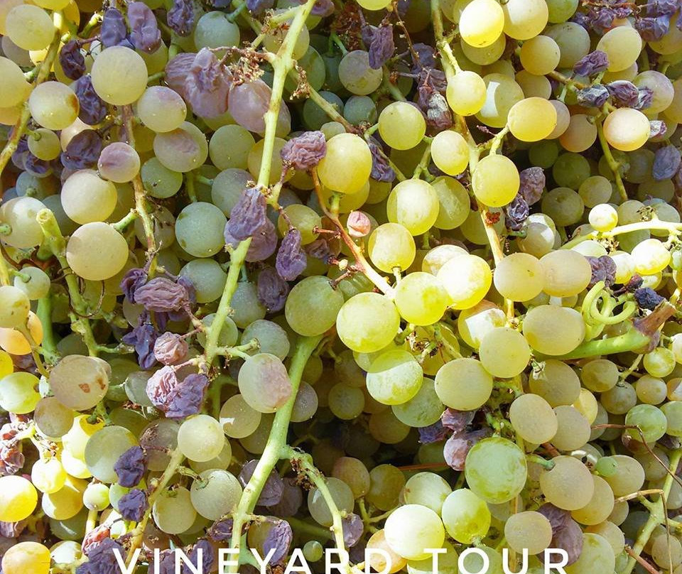 Salina EcoGastronomica-Isola di Salina必去景点