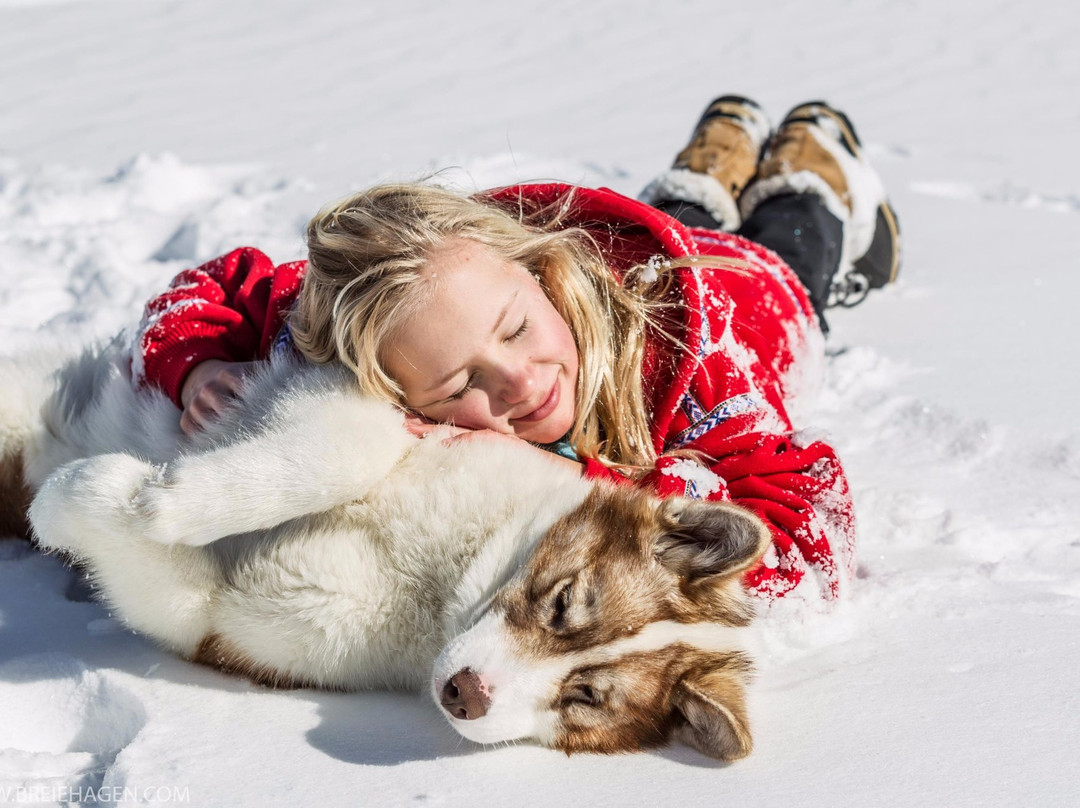 Wintergreen Dogsled Day Trips-伊利必去景点