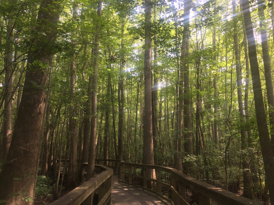 Cashie Wetlands Walk景点图片