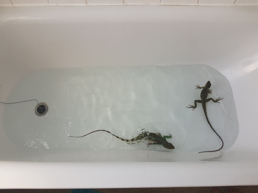 Southampton Reptile景点图片