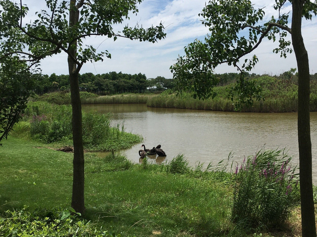 崇明东滩鸟类国家级自然保护区-崇明县必去景点