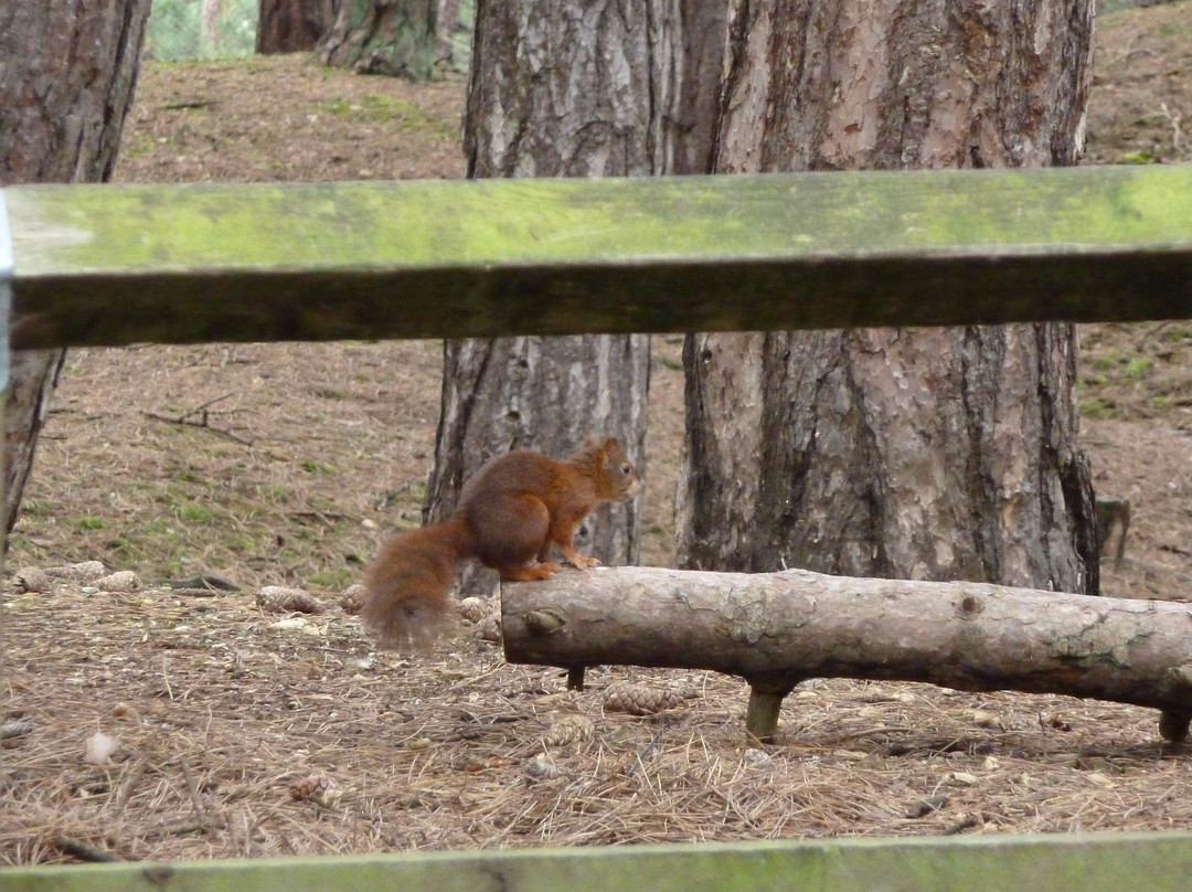 Formby旅游景点-Formby Pinewoods