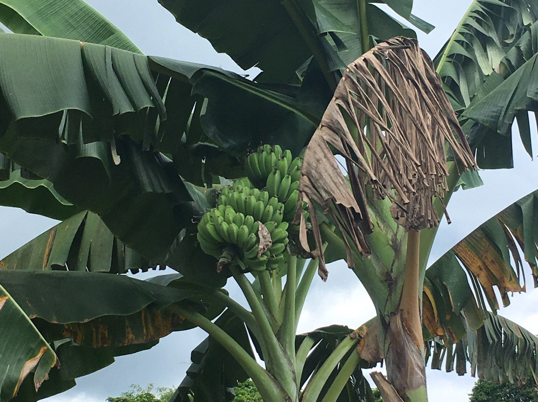 Oasi Fiore Bed & Breakfast主图