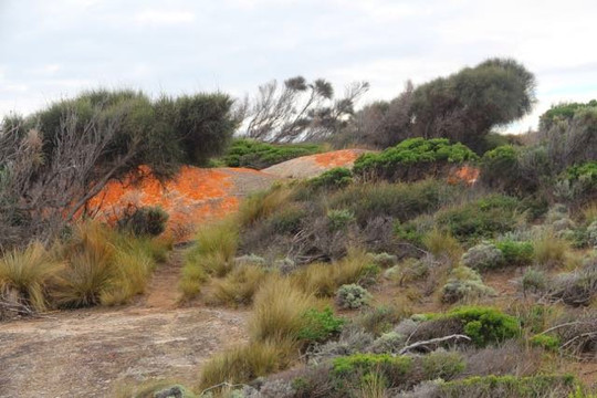 Trousers Point Walk-Flinders Island必去景点