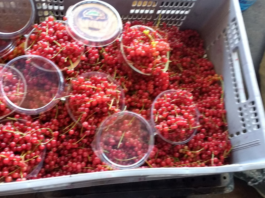 Feria libre de Rahue-Osorno必去景点