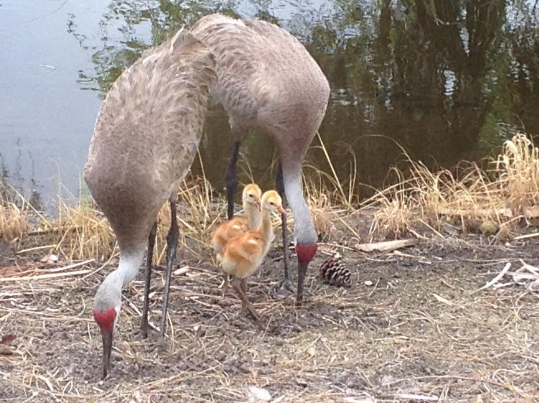 Myakka Pines Golf Club-恩格尔伍德必去景点