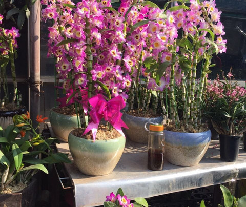 岭南花卉市场-广州市必去景点