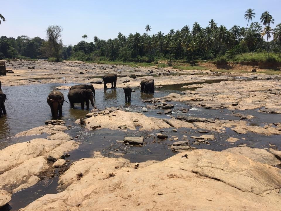 Pinnawala Jumbos-凯格勒 必去景点