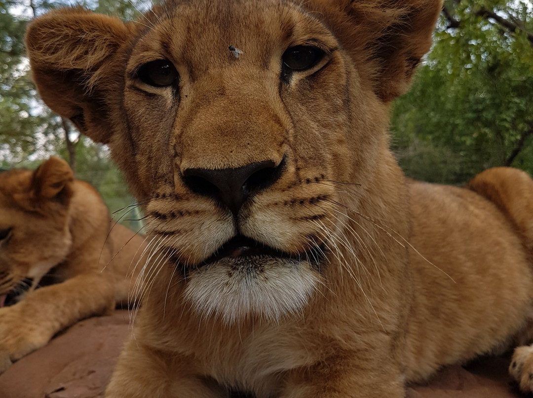 MBIDI Resort & Animal Sanctuary-米德尔堡必去景点