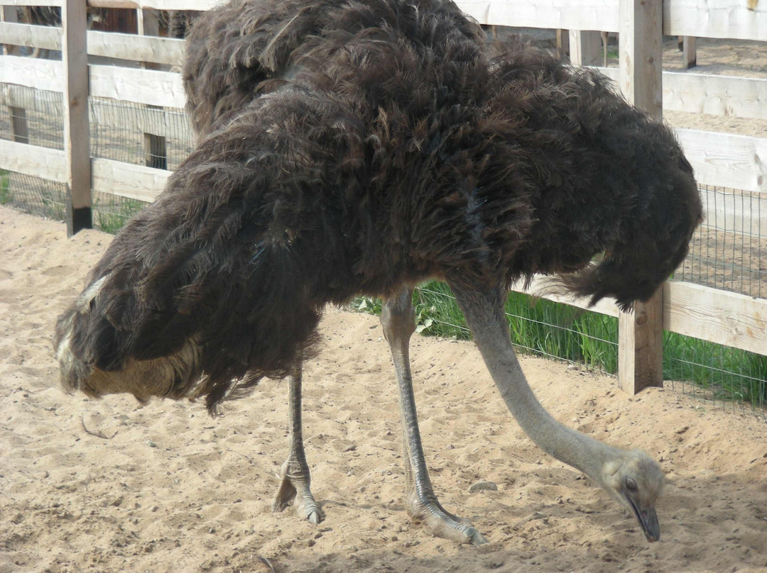 Ostrich Farm Strausiny Khutor景点图片