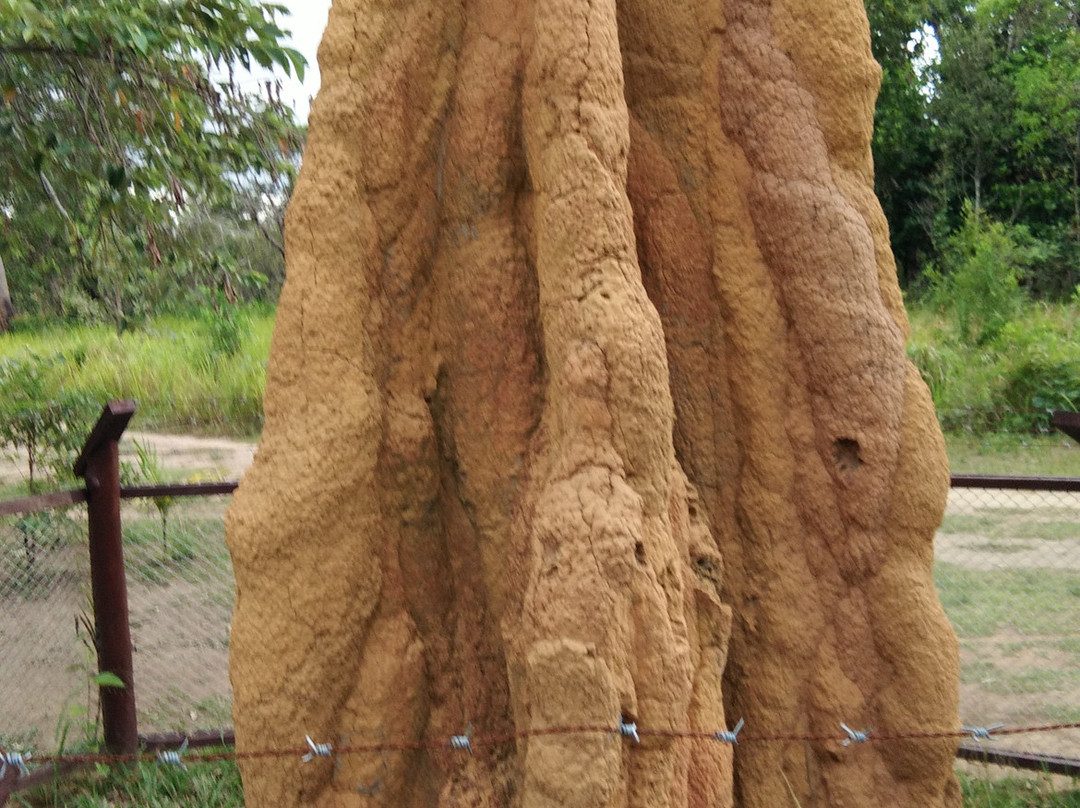Giant Ant Nest-马老奇必去景点
