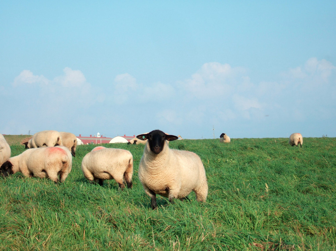 Yagishiri Menyo Bokujo-羽幌町必去景点