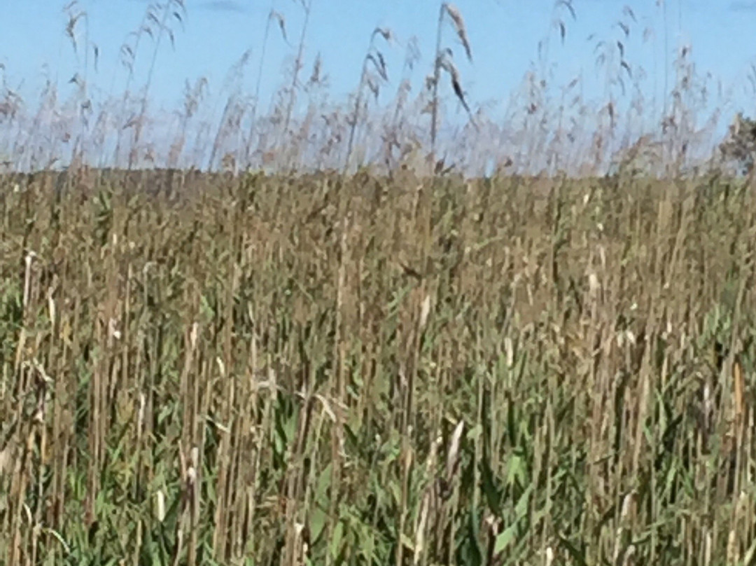 Great Bay National Estuarine Research Reserve-Stratham必去景点