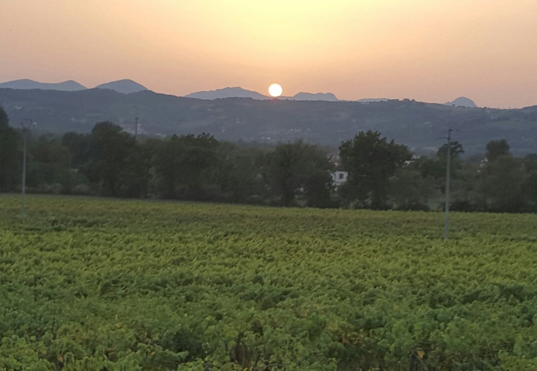 Azienda Agricola Meoli景点图片