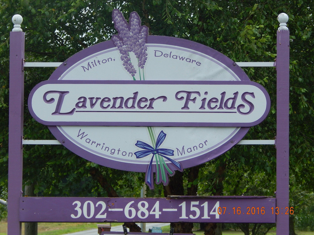 Lavender Fields Farm-Milton必去景点