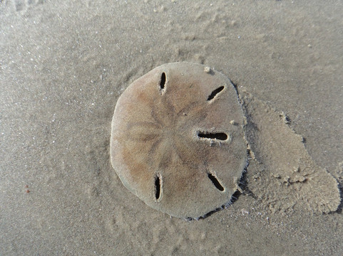 Ponta da Praia Beach-Ilha Comprida必去景点