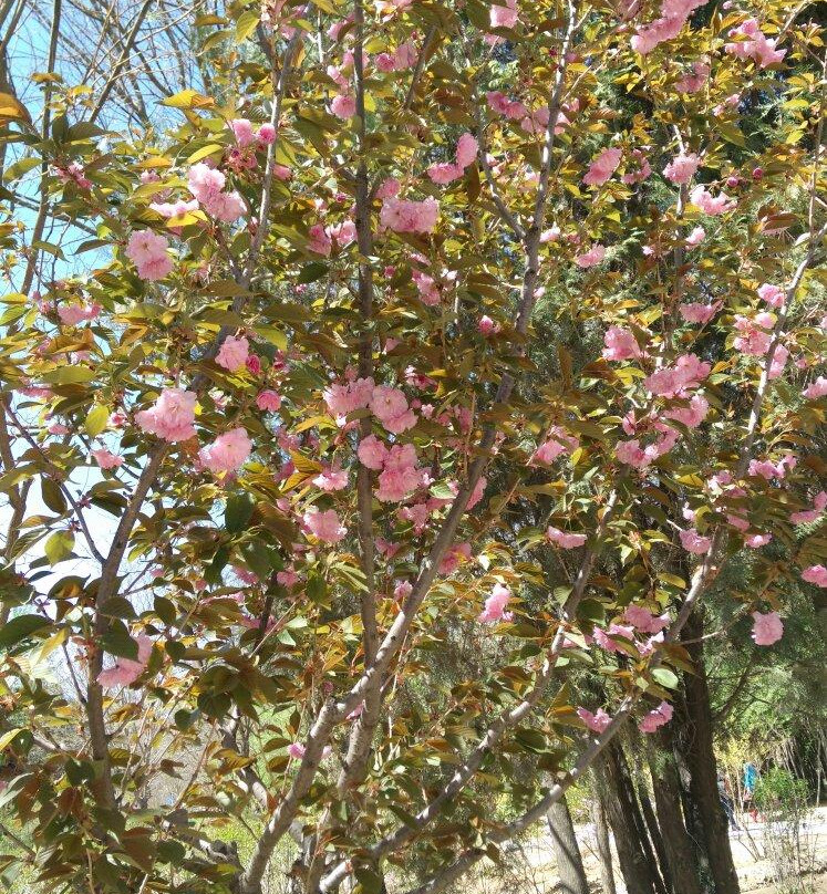 安宁植物园景点图片