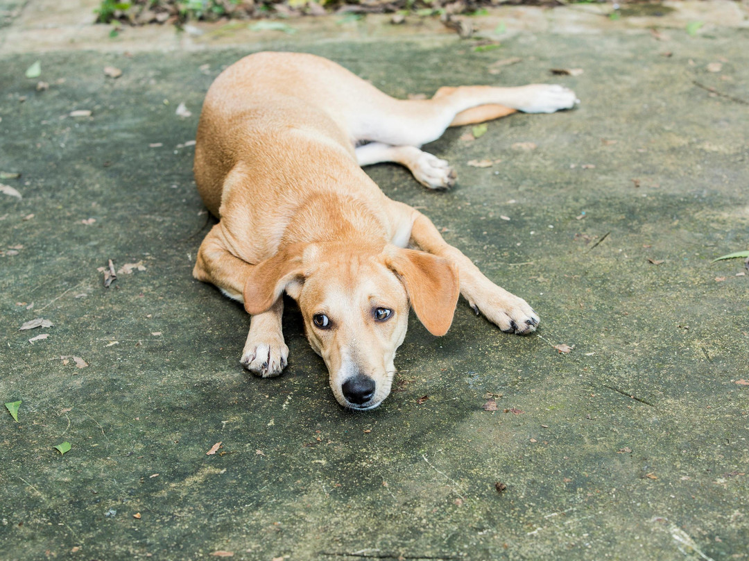 Wild Ranch Zipline Canopy-Santa Cruz de Gato必去景点