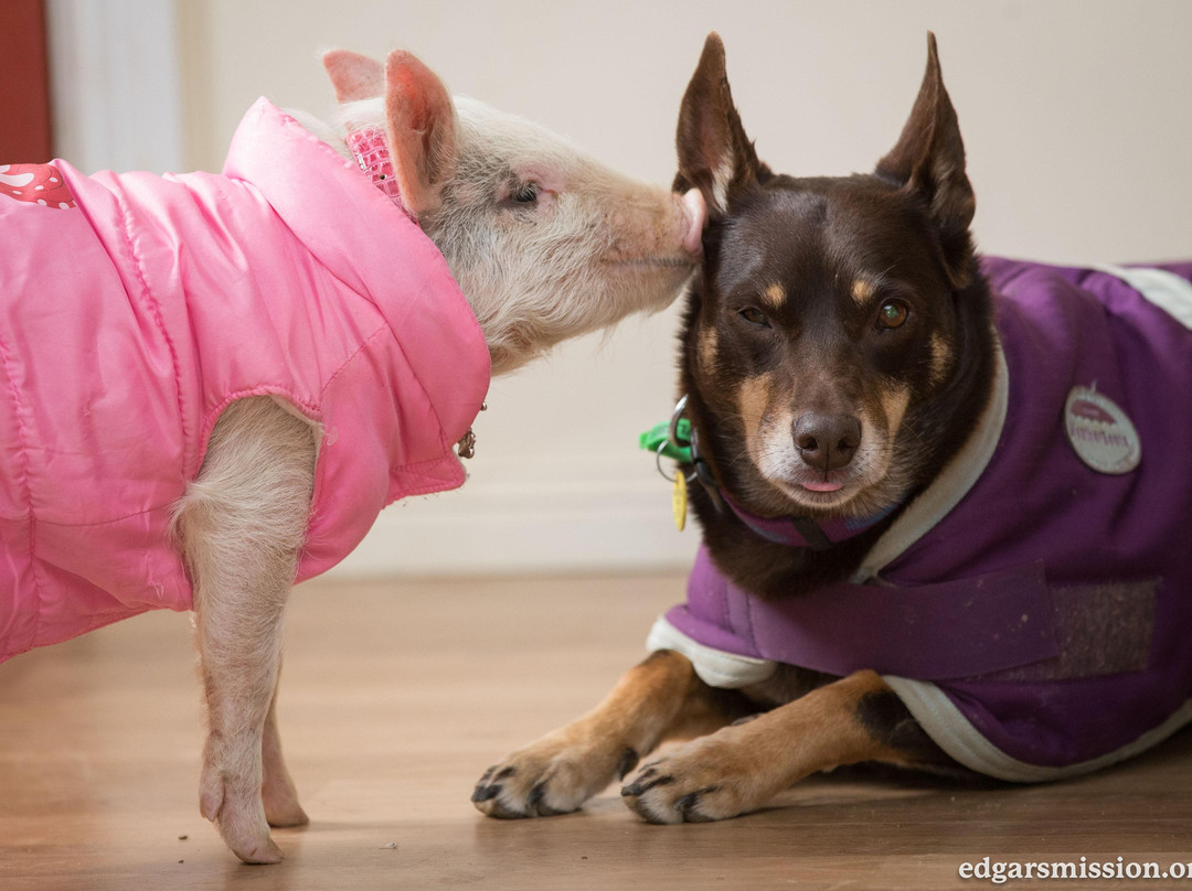 Edgar's Mission-Lancefield必去景点