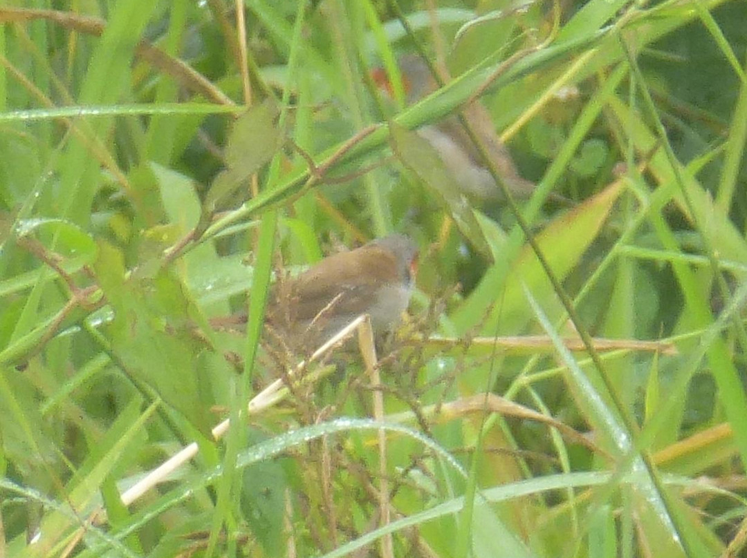 Gabriel Lugo Birding Tour Guide-巴塞罗那塔必去景点
