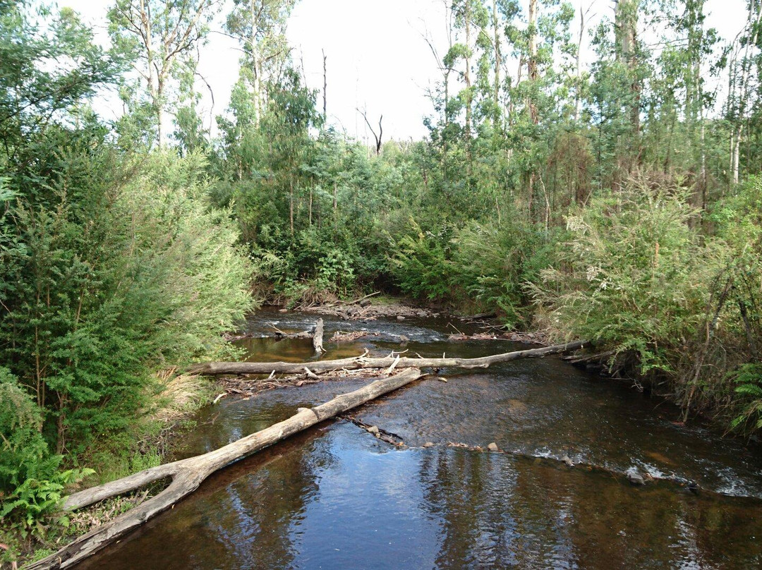 Murrindindi Scenic Reserve景点图片