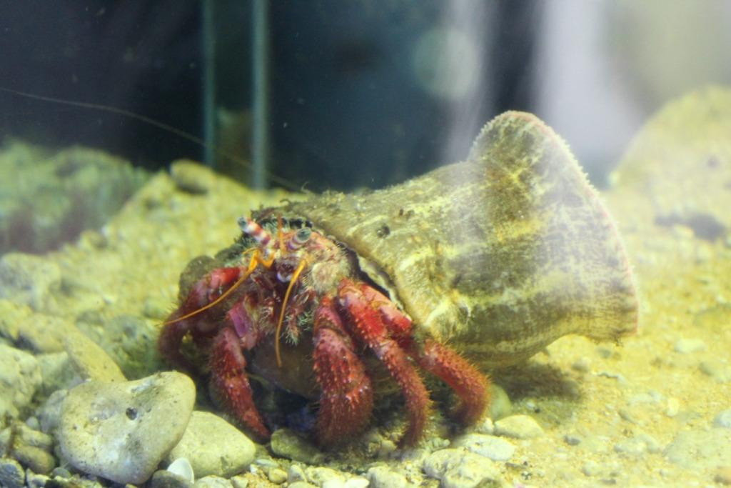 Aquarium-Isola di Capo Rizzuto必去景点