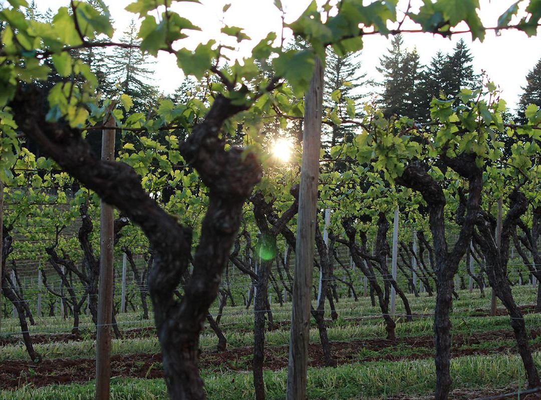 Hyland Estates Winery-Dundee必去景点